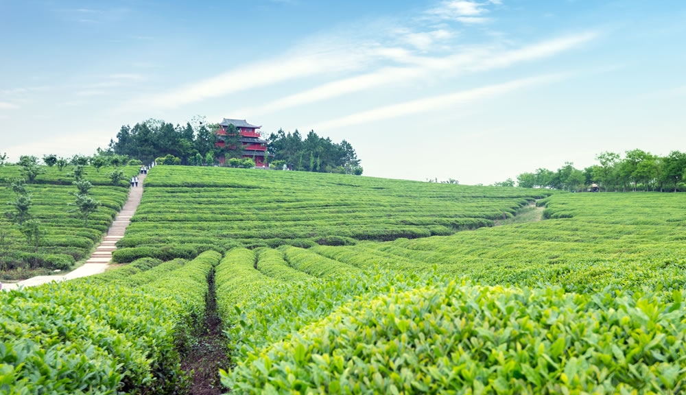 茶的茶葉,都是自家茶園種植 不經他人之手,品質相對安心有保障。