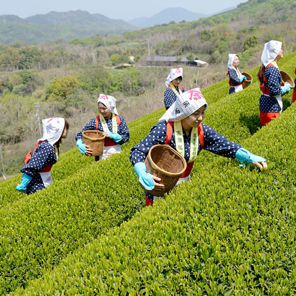 體驗採茶及製茶的樂趣 一杯好的茶,會讓您喝了持續的回甘,總是想起那味道。