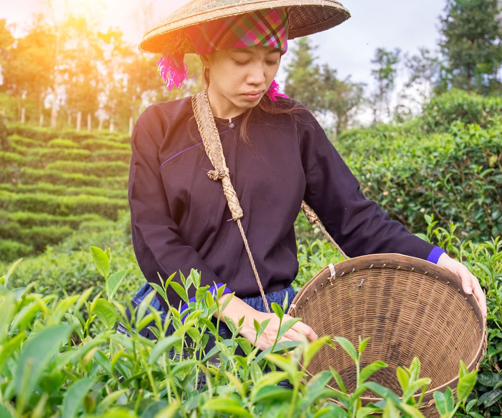 一杯好的茶 專人採茶,與自然共純相依