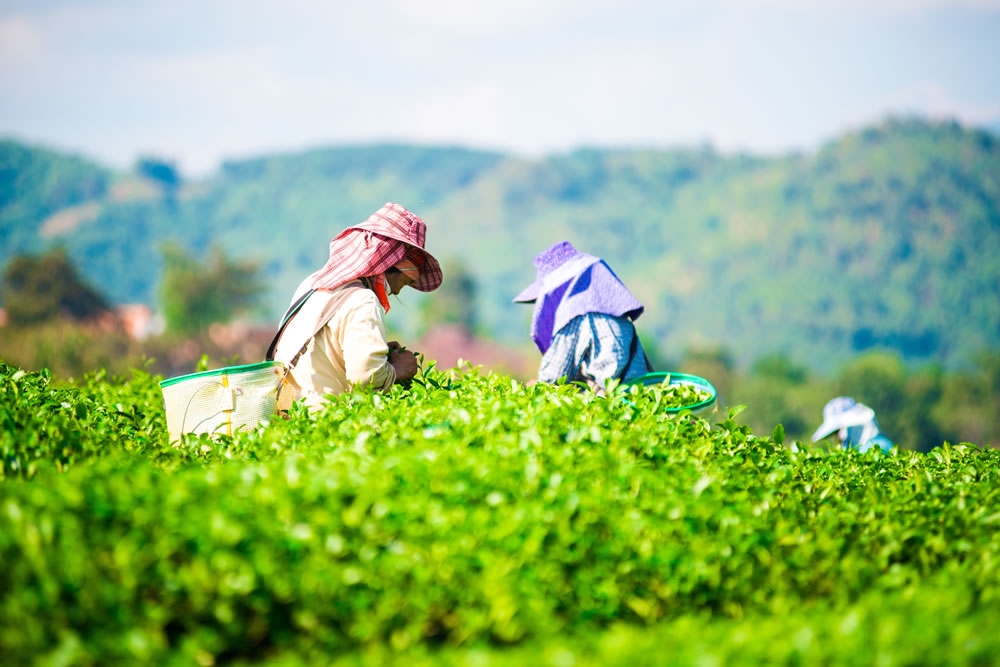 大片的翠綠茶園 思茶擁有自己的綠色海洋,大片的翠綠茶園,邀請您來體驗採茶及製茶的樂趣.遠離都市的紛擾,給自己假日一天芬多精之旅。