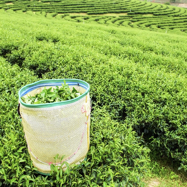 茶湯 茶湯
