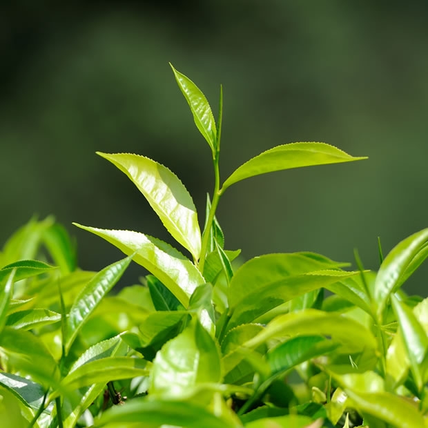 茶文化 茶文化