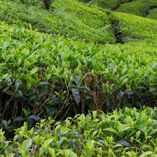 思茶的茶葉 思茶的茶葉