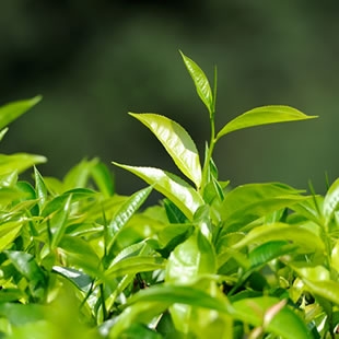 品茶文化行銷全球 品茶文化行銷全球