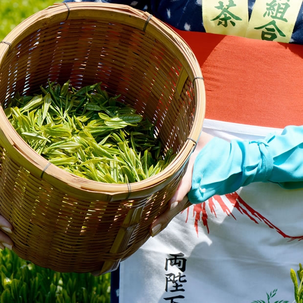 高山紅茶 24入/兩小罐裝 高山紅茶 24入/兩小罐裝